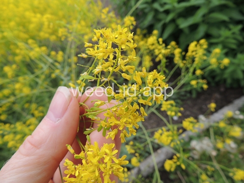 woad, dyer's